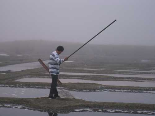 récolte dans le brouillard sur le marais de Guérande