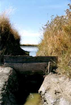 le kamladur entre vasière et saline. Cliché W. PESTRIMEAUX