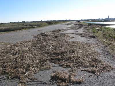 laisse de mer sur la route