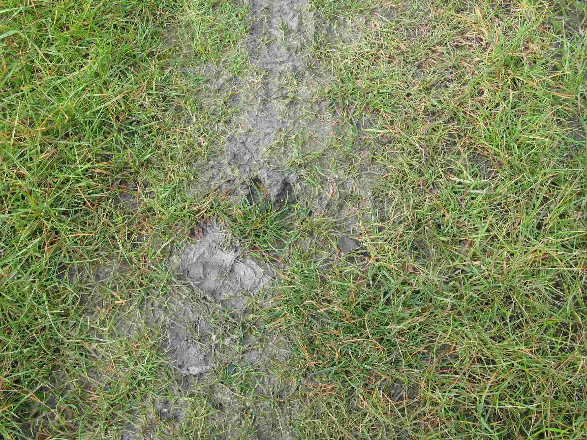 trace de sanglier trace de sanglier