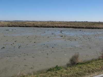 motte de terre sur vasière